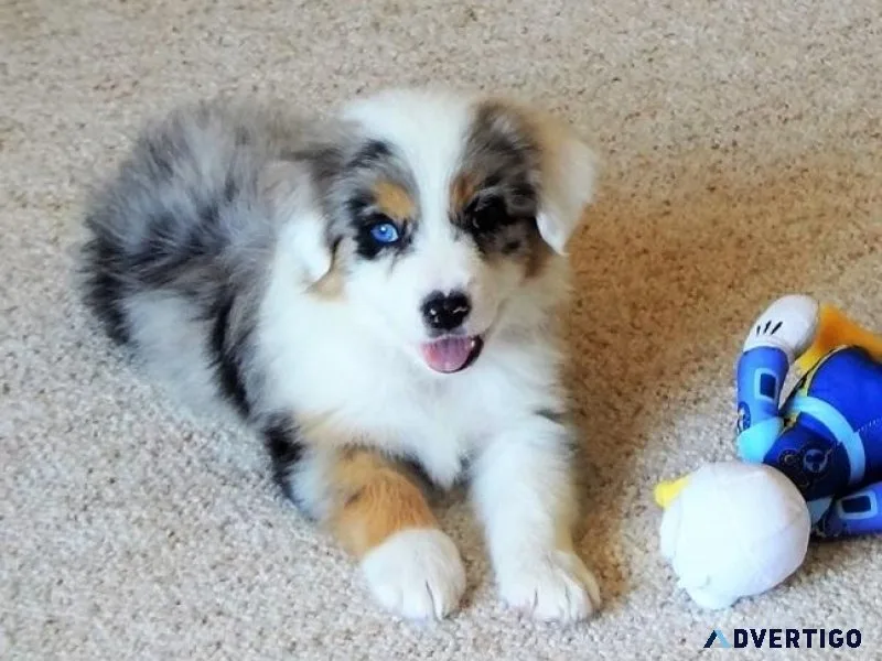 Australian Shepherd Puppies