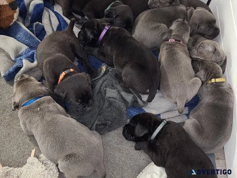 cane corso puppies for adoption