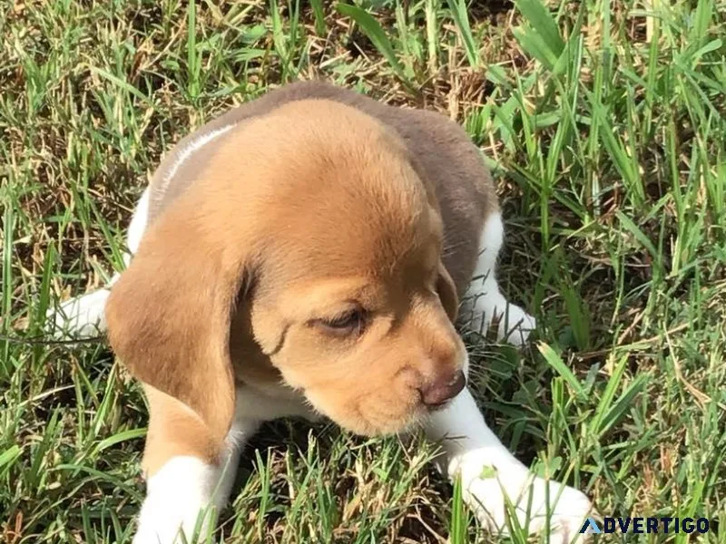 AKC Registered Beagles