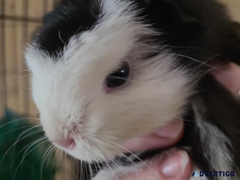 Guinea pig female