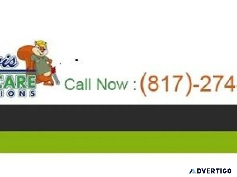 Tree Trimming Colleyville - Improve the health of your trees