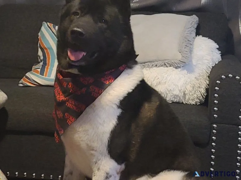 Akita puppies
