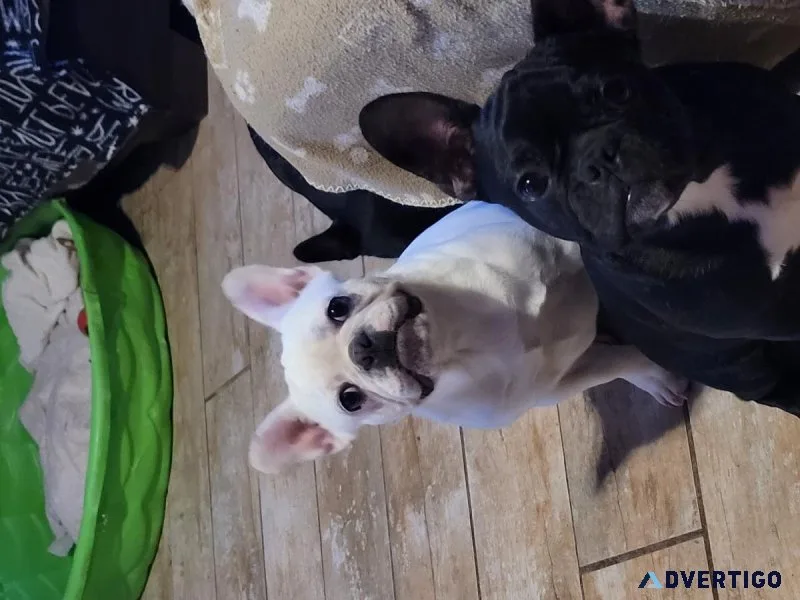 French Bulldogs