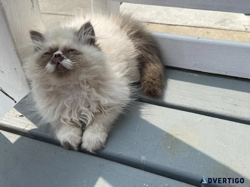 CFA Female Himalayan