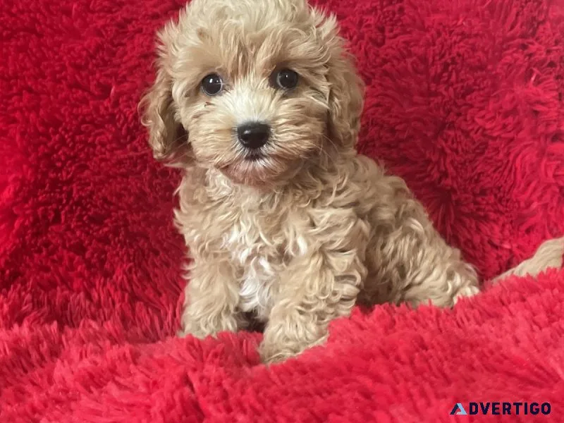 Maltipoo Puppies
