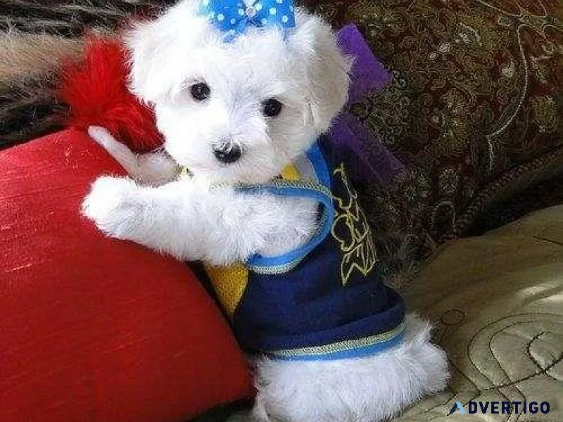 Tiny maltese puppies for adoption