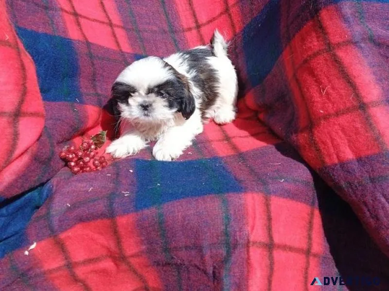 Lovely Shih Tzu puppies