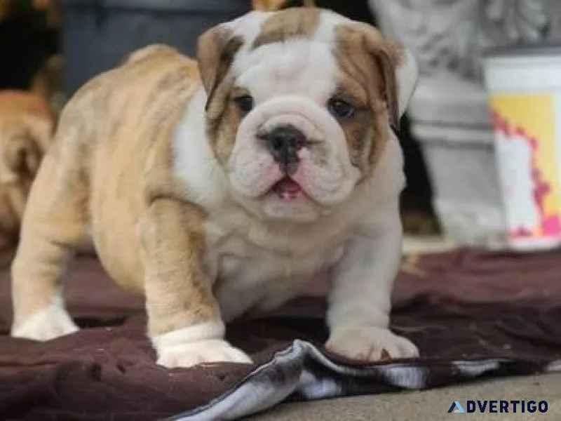 Gorgeous English Bulldog Puppies