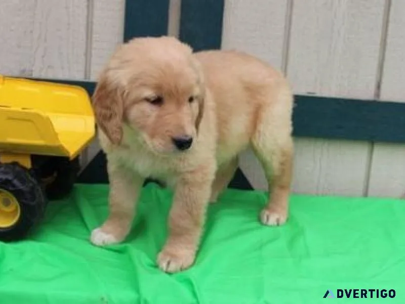 Golden Retriever