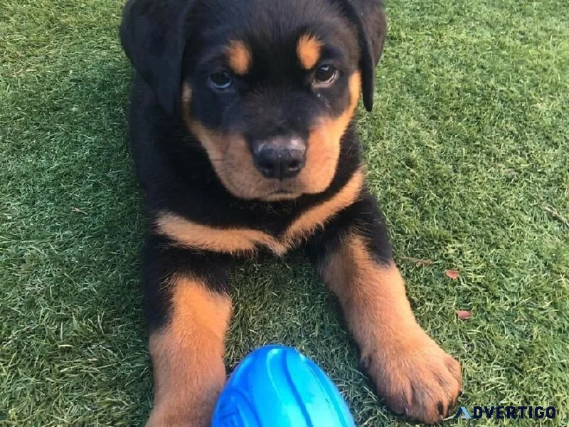 Rottweiler Puppies For Sale
