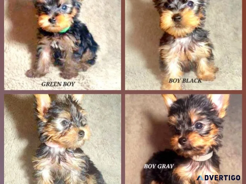Ckc yorkies