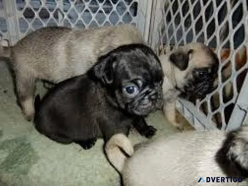 YTUTE KKIUT Pug puppies
