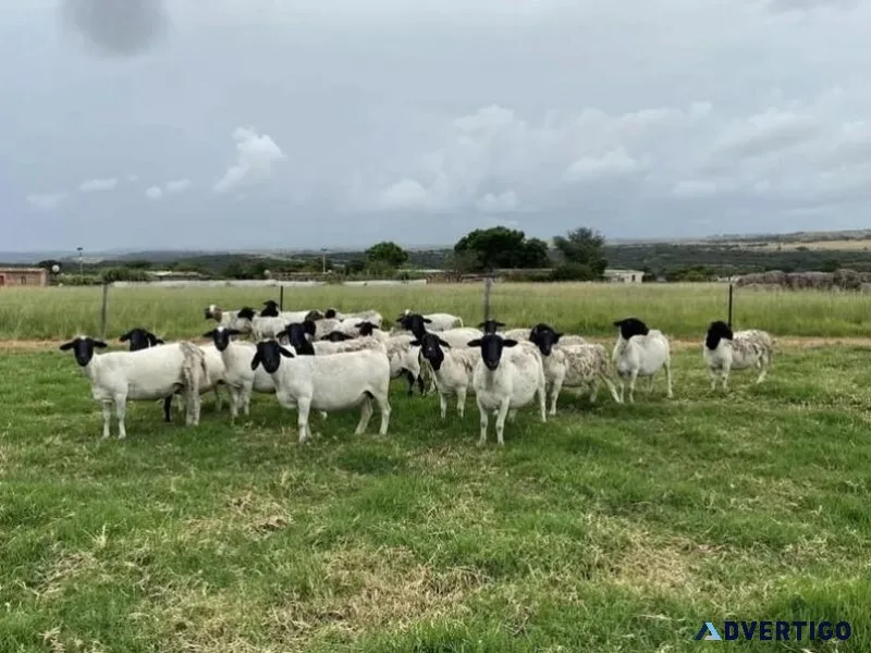 Dorper Ram Lambs For Sale