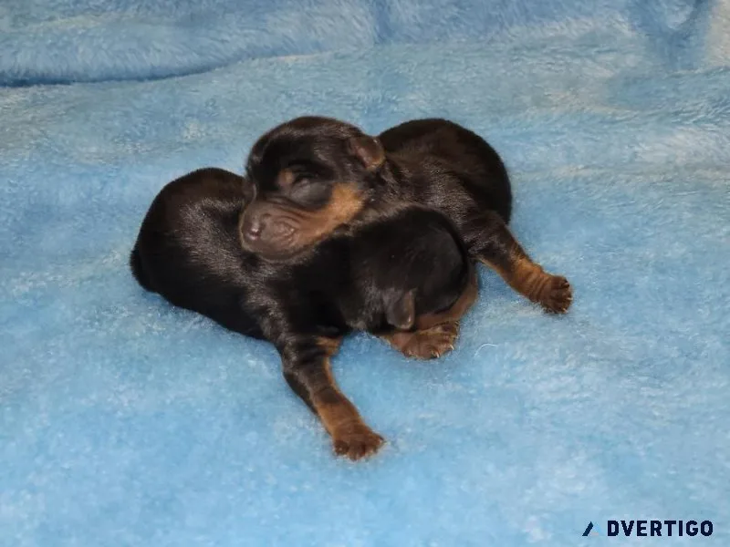 Newborn yorkie brother s small )