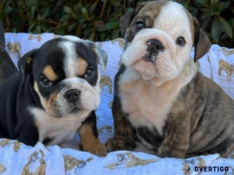 English Bulldog Puppies For Sale