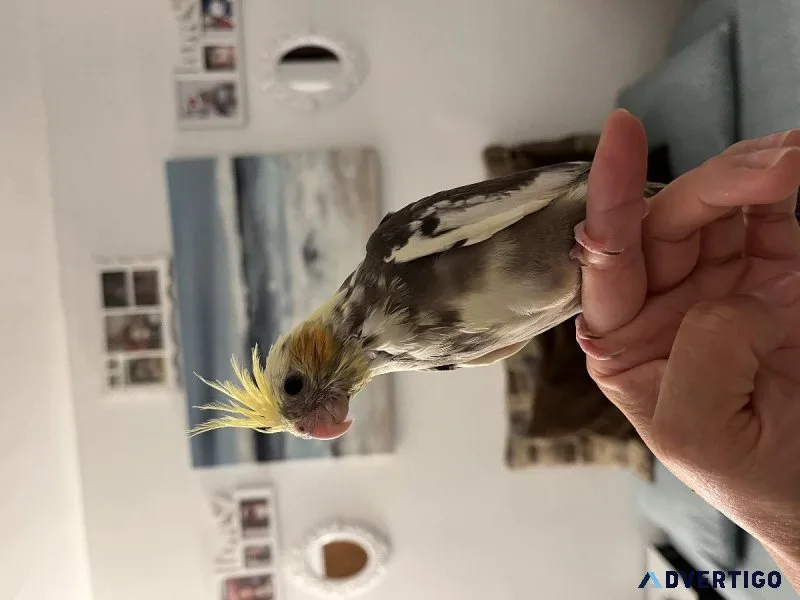 Hand Fed tamed cockatiels