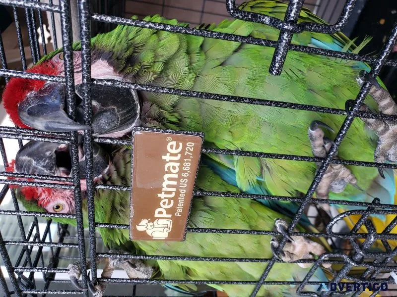 Proven pair military macaw