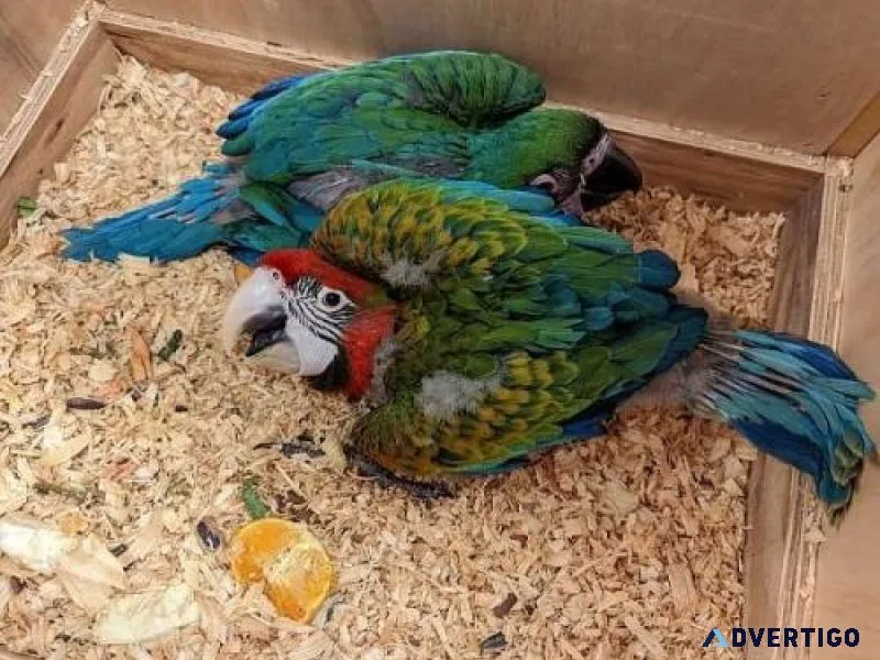 Hybrid Macaw