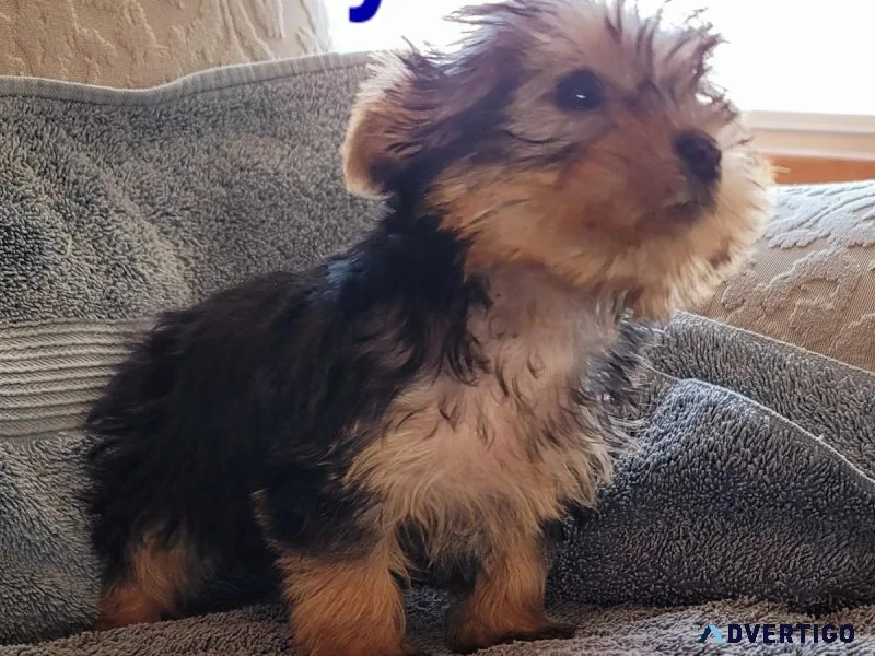 Teacup Yorkshire Terriers purebred. call 231 928 1142