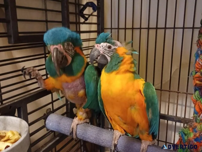 Rare Blue throat macaw pair