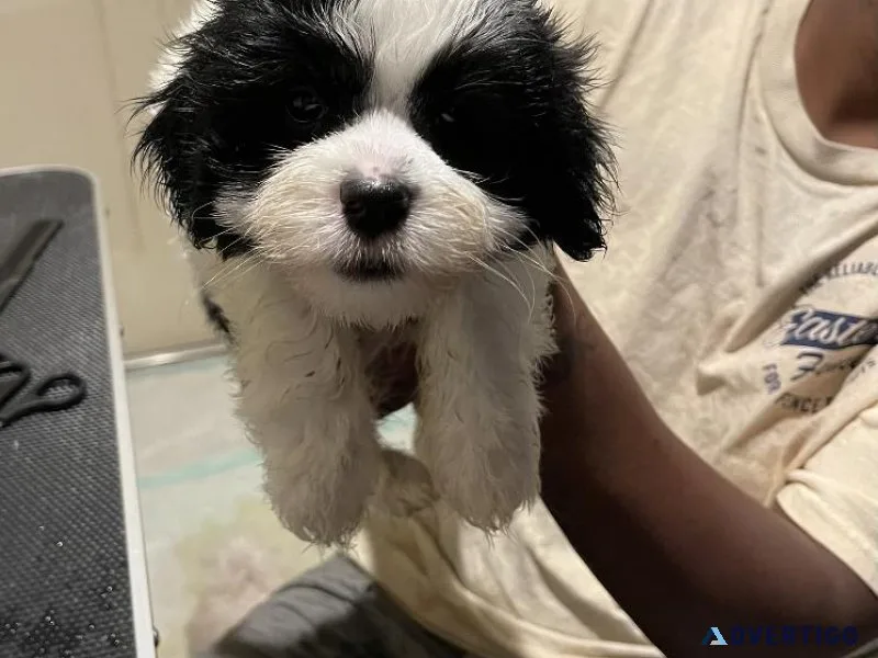 Malshi Pups