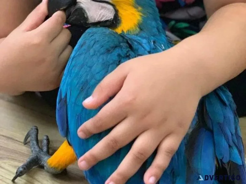 Magnificent Blue and Gold Macaws Available