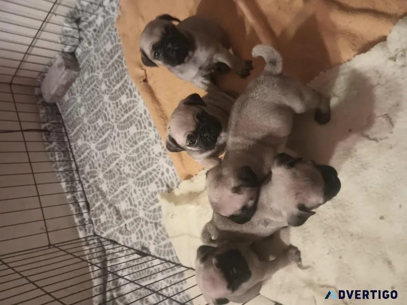 Pugs