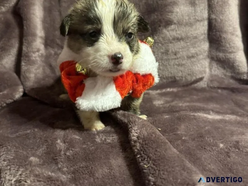 Christmas Brindle Corgis