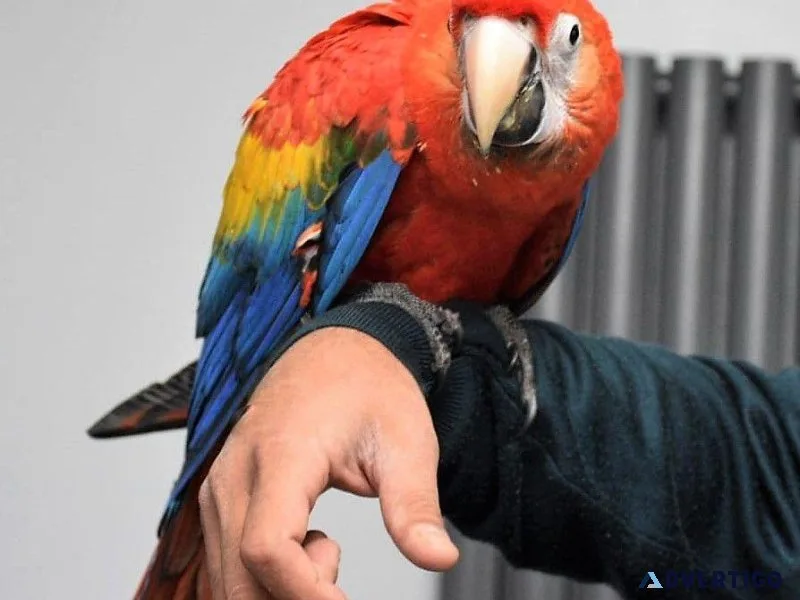 Hand Reared Scarlet Macaws for lovely homes