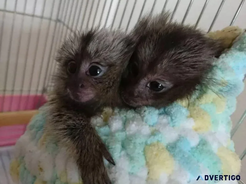 Well Trained Marmoset Monkey For Sale