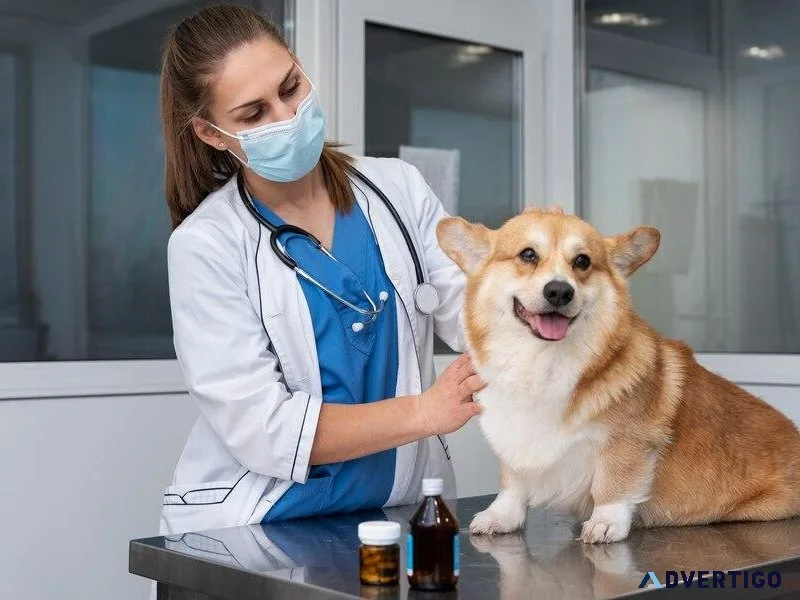 Choose The Best Veterinarian El Paso TX