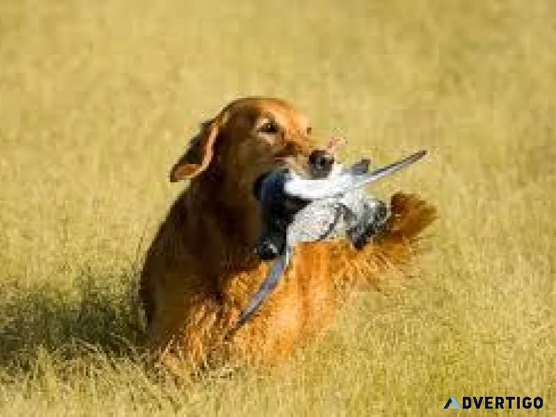 Experience Wingshooting At Westervelt Lodge