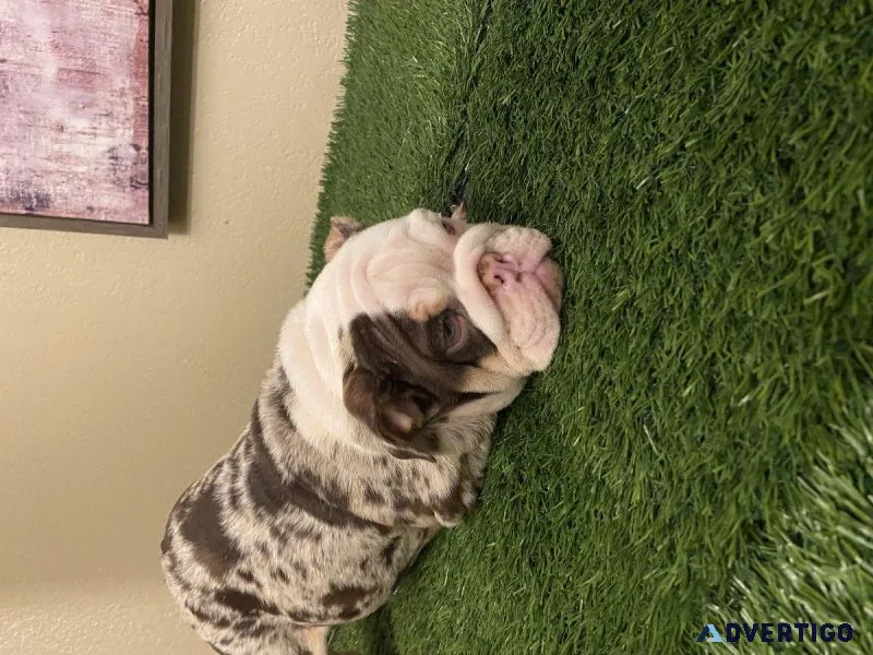 English bulldog