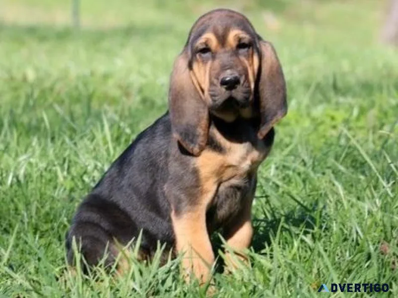 Well Trained Bloodhound Puppies
