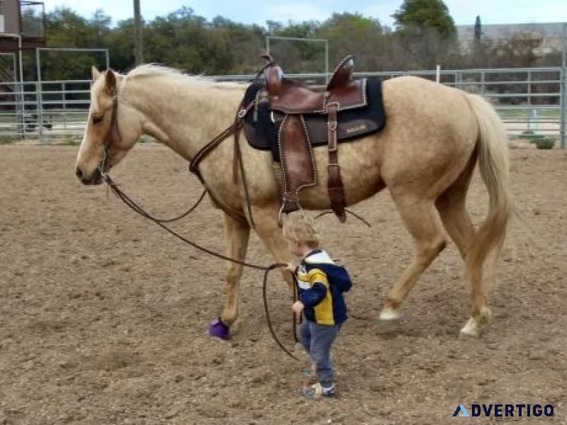 Stunning Handy Broke Dappled Palomino Mare