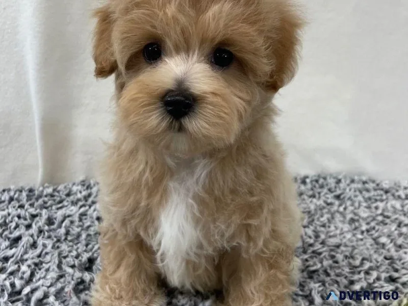 Teddy Bear Maliti Poo Toy Poodle Miniature Puppies - GIrls