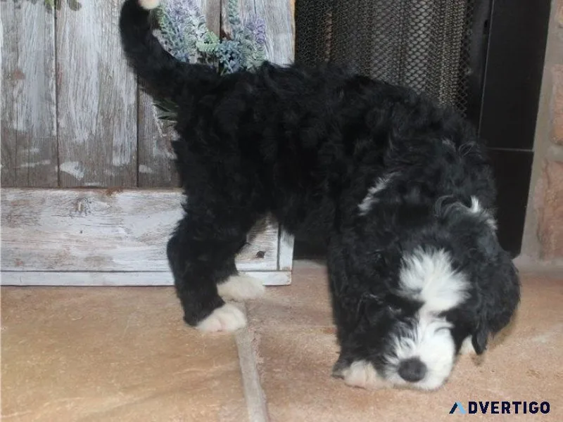 AKC reg. Bernesedoodle Puppies