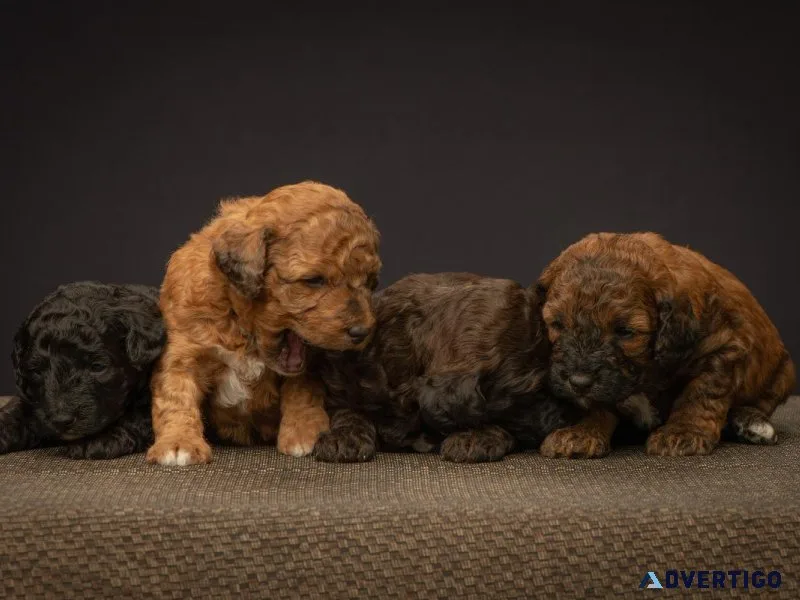 Best Dog Breeders in Alberta - Find Your Perfect Puppy Companion