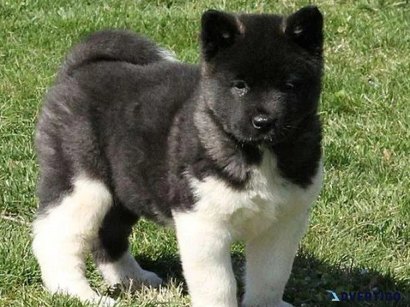Home raised Akita puppies available