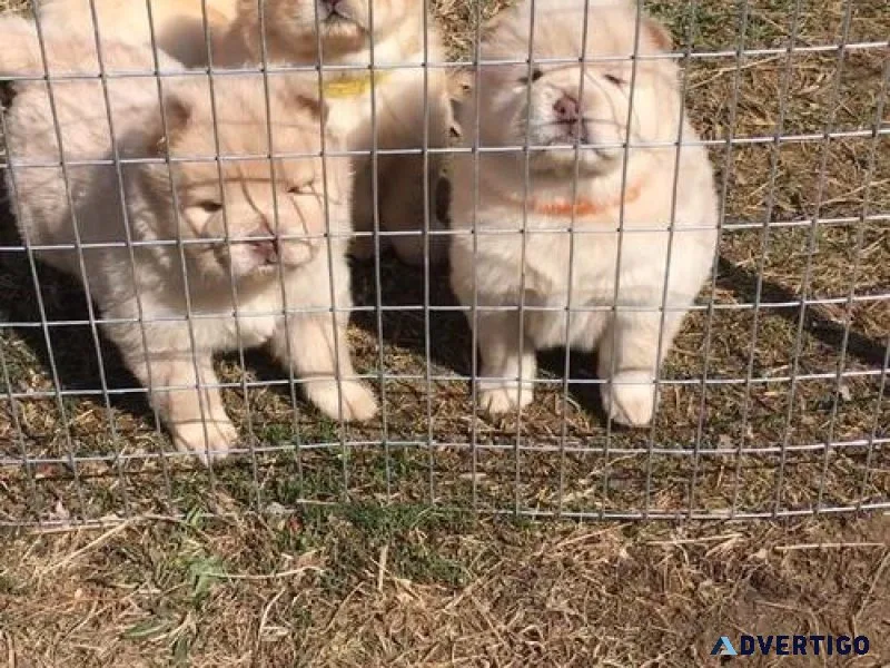 Gorgeous AKC Chow Chow puppies For Sale