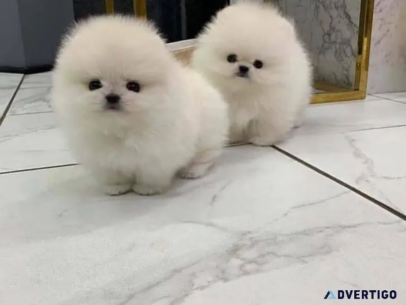 Teacup pomeranian