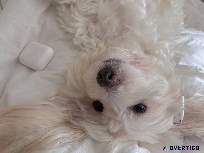 Maltese x Poodle(Toy Maltipoos)