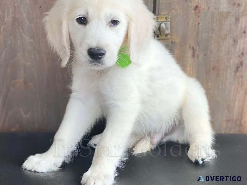 Sweet English Golden Retriever Puppies