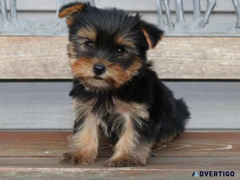 Yorkshire Terrier