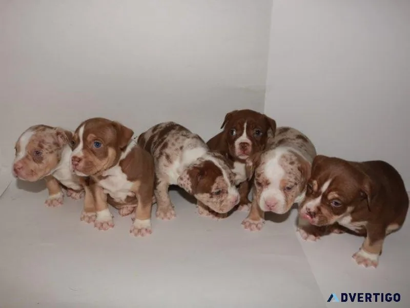American Pocket Bullies