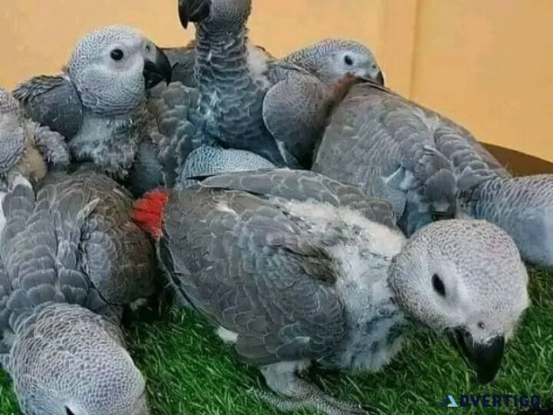 Tame Trained Smart Sweet Cuddly Congo African Grey Babies