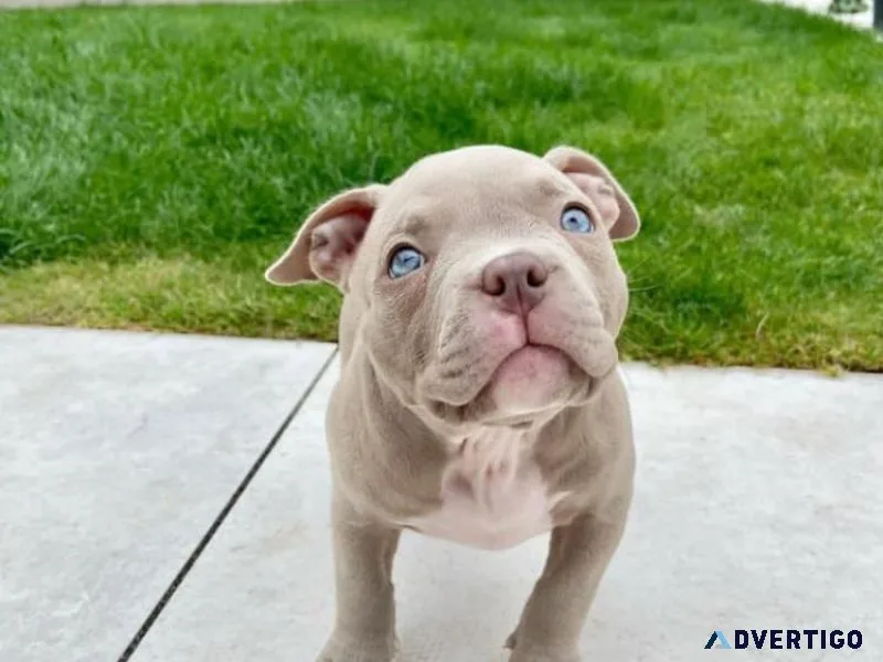 American bulldog available at affordable price