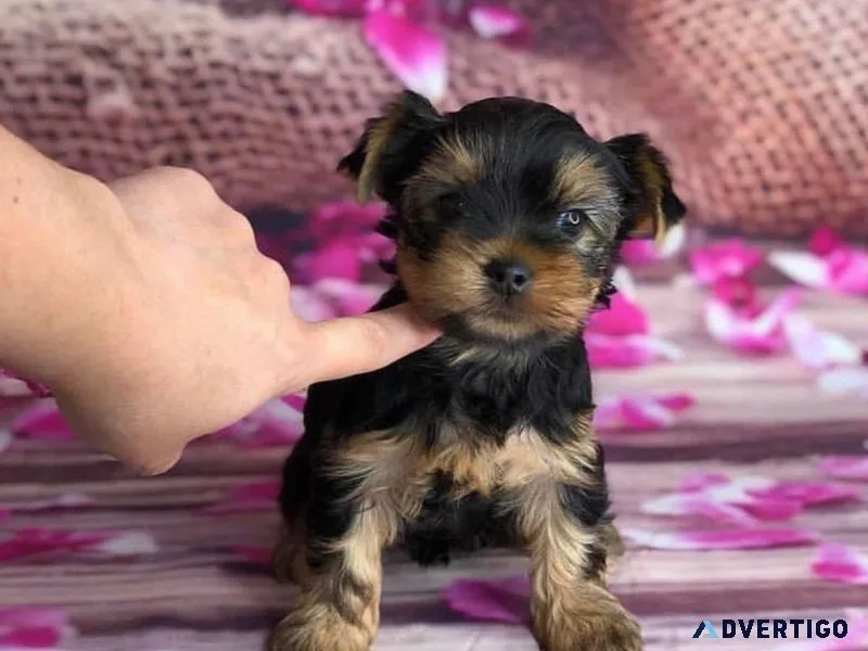yorkshire terrier breeds