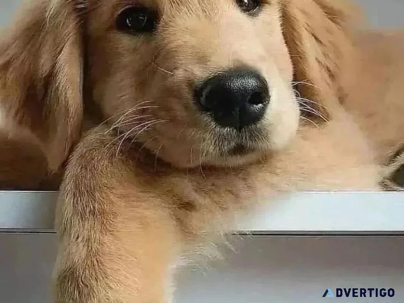 Well Trained Golden Retriever Pups