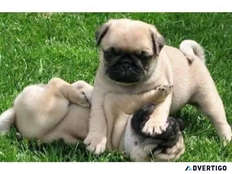 swrwer 3 Pug puppies for Sale